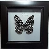 Artesanía: mariposa natural. HUIJ muestras de Insectos Mariposas Insectos Muestras Marco de Fotos Artesanía Regalo de cumpleaños Adorno para el hogar