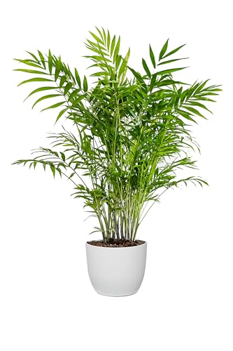 Bonplants Chamaedorea Elegans, Lussureggiante Palma Vera da Interni, Vaso 19
