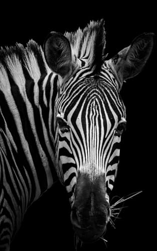 Cuadro de cebra en blanco y negro – 50 x 80 cm – Made in France