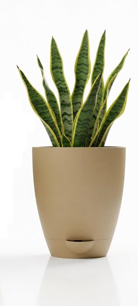Golden Snake Plant Indoor Live Air Purifying Self Watering Pot – Low Maintenance Oxygen Releasing Vastu Good Luck Home & Office Decor Plant-image-14