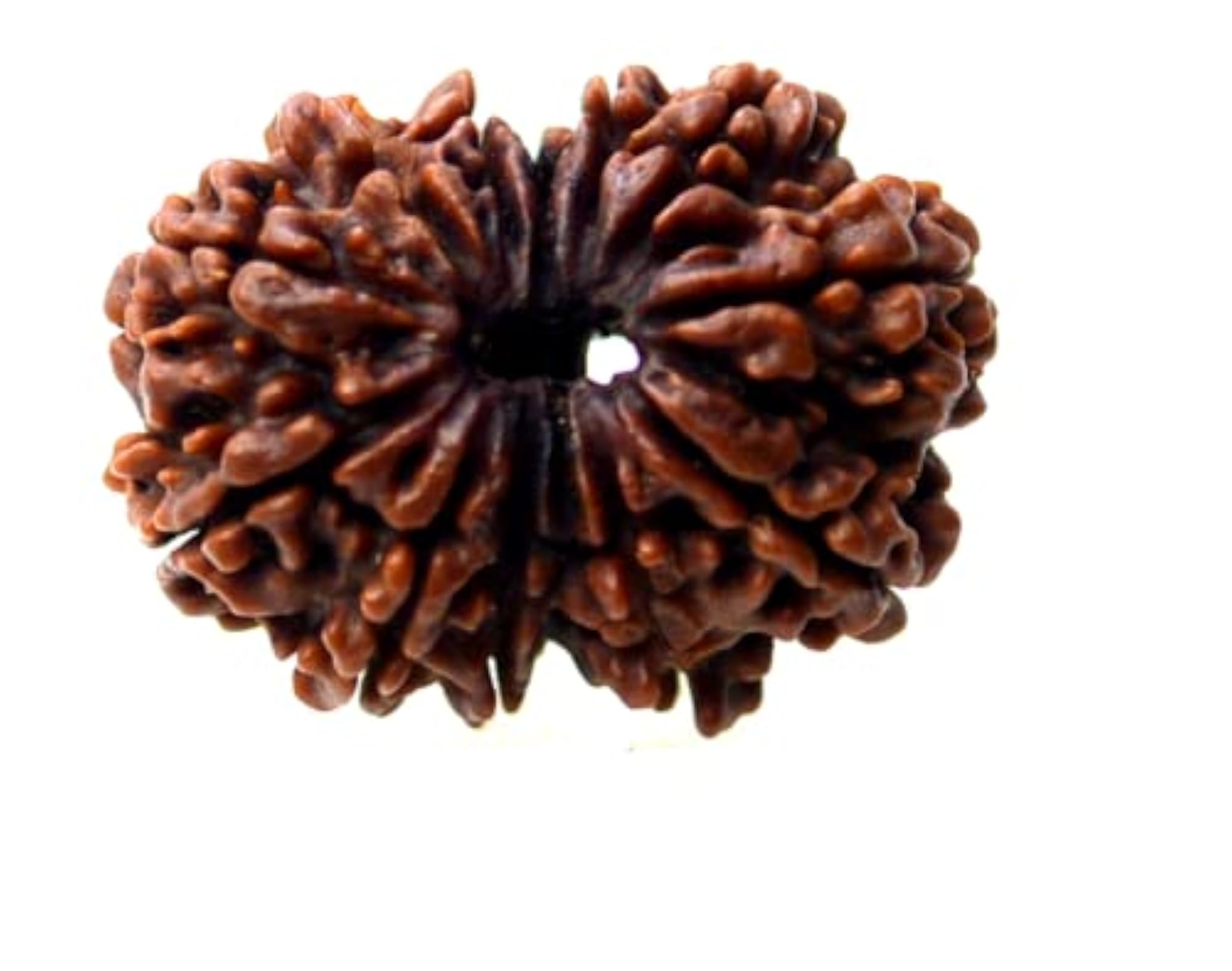 12 Mukhi Rudraksha Nepali Beads, Original 24mm with Capping