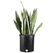 Costa Farms Snake Plant, Sansevieria zeylanica, Live Indoor Plant, 2 to 3-Feet Tall, Ships in Grow Pot, Fresh From Our Farm, Excellent Gift