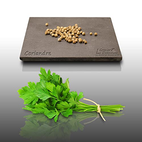 50 graines Aromatiques à semer - Le Grenier d'Abondance - CORIANDRE Cultivée - Coriandrum