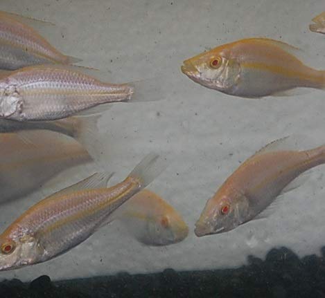 Quinn's Fins- Albino Dimidiochromis compressiceps- Albino Malawi Eye Biter (Large)