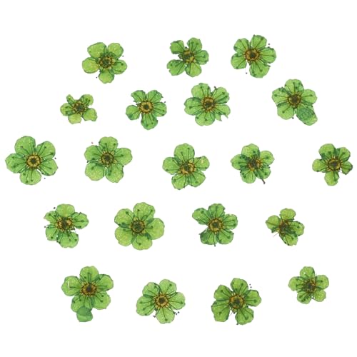 Flores secas prensadas verdes, 60 piezas para manualidades miniatura 1
