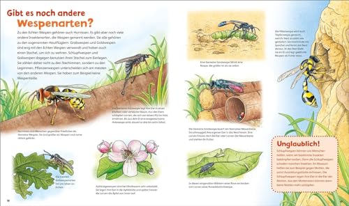 WAS IST WAS Junior Band 34 Bienen, Wespen, Hummeln: Spannendes Entdeckerwissen rund um Bienen, Wespen und Hummeln!. Entdecker-Klappen! (WAS IST WAS Junior Sachbuch, Band 34)