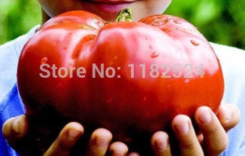 100 semillas - Giant Monster Tomato semillas Easy Planting Farming vegetales Tomate semillas