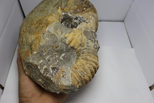 Image of Rare Ammonite Nautilus Ammonite Fossil Fossil from Morocco Fossils Ammonites Fossil Rock A295