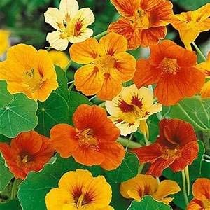 Nasturtium Rare Variety Flower F1 Hybrid Seeds pack of 50 seeds-image-4