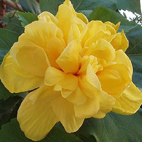 Mphmi Plants Hibiscus Yellow Plant DOUBLE - Flowering Shrubs Flowers Garden Live Plant Nursery Indoor Outdoor Living Plants