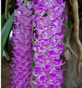 Exotica Orchids Rhynchostylis Retusa Live Orchid Plant