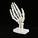 Skelett-Handmodell, Menschliches Handgelenk, Medizinisches Anatomisches, Studie, Skelettmodell