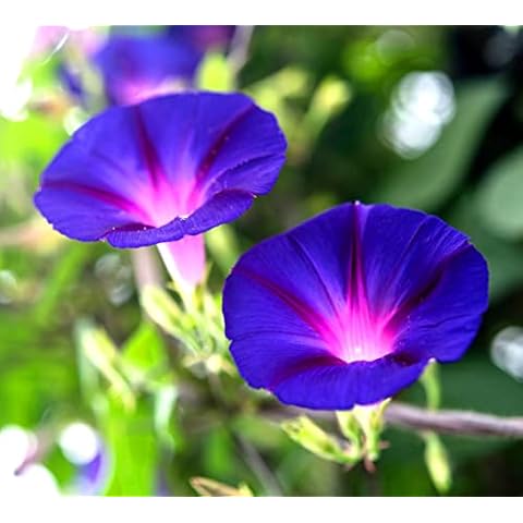 Fluorescent Morning Flory Feringa Seeds Cover