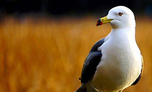 Sony SEL55210B.AE Tele-Zoomlens, (55-210 mm, F4.5-6.3, OSS, APS-C, Geschikt Voor A6000, A5100, A5000 En Nex Series, E… - Image 5