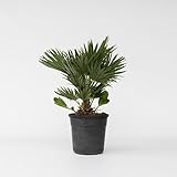 Plant in a Box