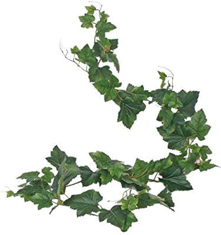 Amazon.es Hojas de Parra