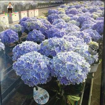 Amazon Co Jp 30個の盆栽あじさい植物 バルコニーまたは中庭多年生の花の植物 家庭菜園のための中国のアジサイ鉢植え グリーン ホーム キッチン