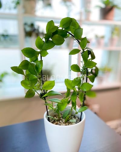 Image of Hoya Carnosa Live Plant - Healthy Hanging Indoor Plant, Easy Care, Air Purifyingflower plant - Pack of 1
