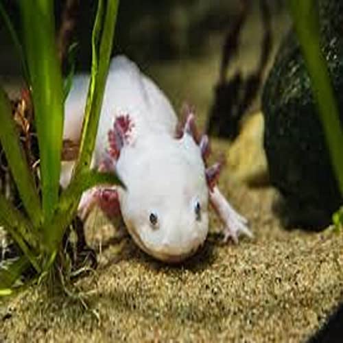 Axolotl Food 1/8\" Soft Moist Sinking Rangen Salmon Pellets for Juvenile Axolotl also Shrimp, Snails, Crabs, Crayfish, Bottom Tropical Fish...5-lb Lg Jar