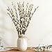 Natural Preserved Dried PussyWillow Branches, 15 Stems Real Willows, 17