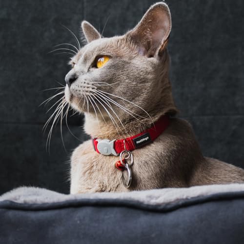Collier chat Red Dingo résistant pour éviter les pertes d'accessoires
