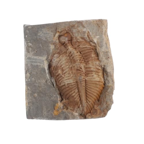 SOLUSTRE Trilobite Specimen Collection for Boys and Girls Education Marine Sample
