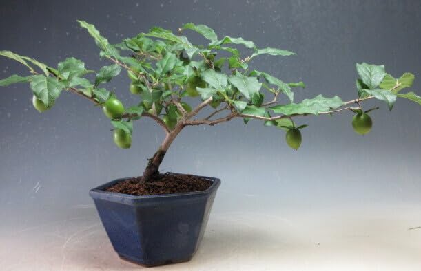 Amazon｜盆栽 姫柿 実付き！老爺柿（ロウヤカキ）（紫雲）の盆栽【現品