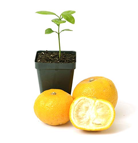 Yuzu Citrus Tree Starter Plant. Citrus Junos. 3' - 5'