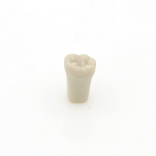 Miniatura 5 de Dental Columbia 860 Tipo 32 piezas Removeable Typodont Exam Restaurador Modelo M8030 (T-8030-32Pcs Reemplazar Dentes)