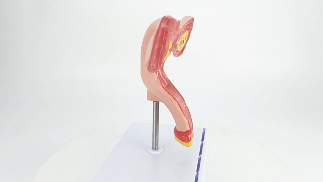 QWORK Human Female Uterus and Ovary Model, Female Genital