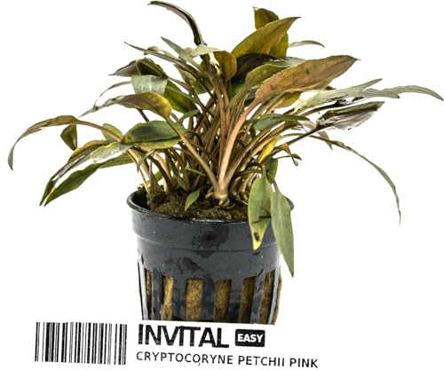 INVITAL Cryptocoryne petchii pink Ø 5,5 cm