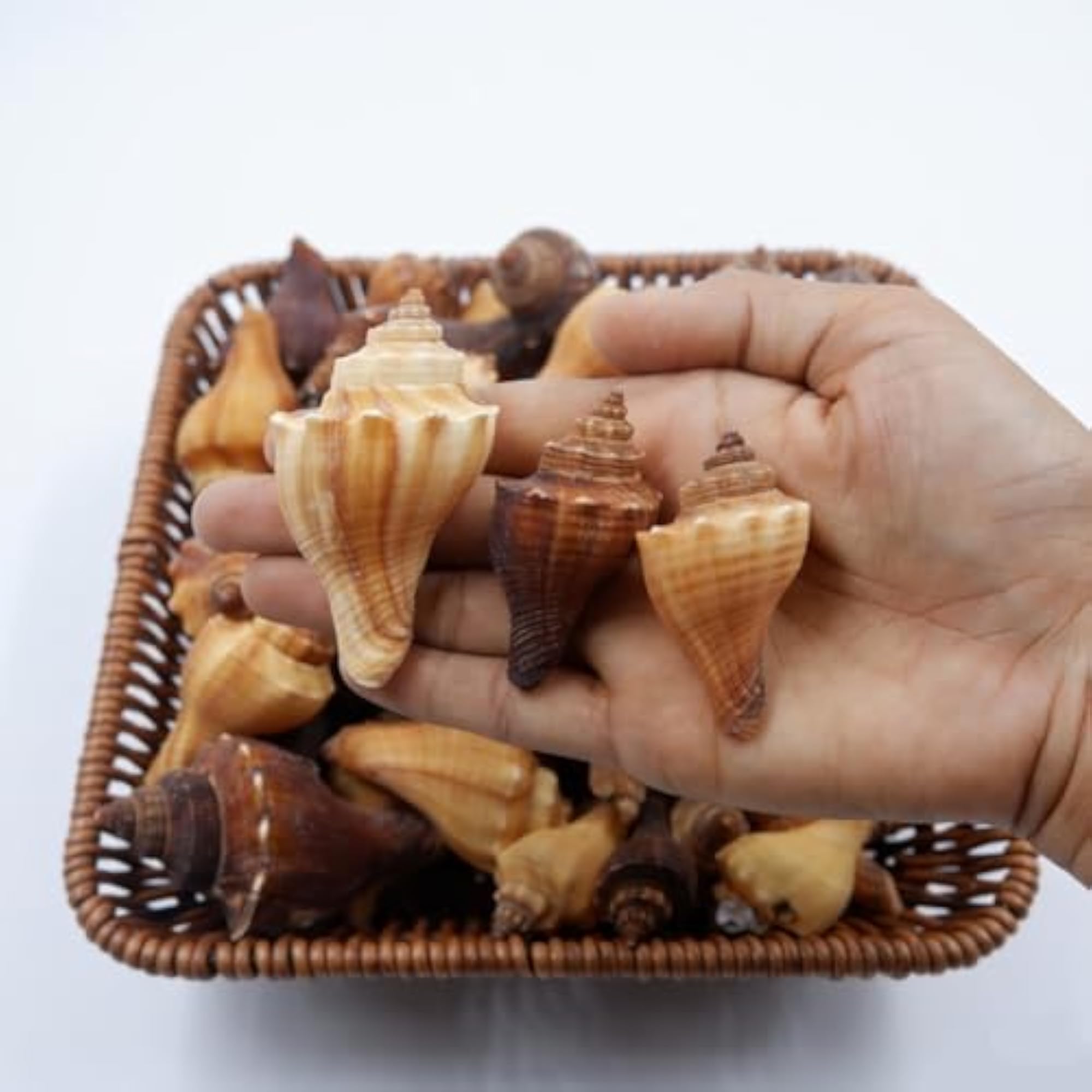 Red Conch Shells for Craft and Decor