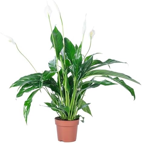 Fleur de lune 3 à 5 fleurs/bourgeons - plante d'intérieur facile ...