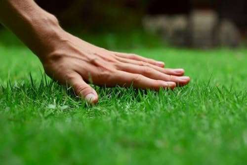 Image of American Imported Bermuda Lawn Grass Seed, All-Season Mix, Natural Green Coverage, Pack of 3000+, for Home and Gardening