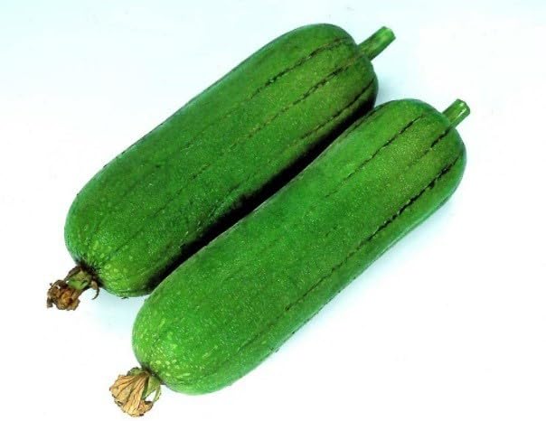 Willvine Sponge Gourd: CYLINDER-SNIG-9O-picture-19