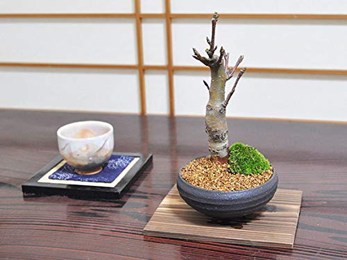 Amazon.co.jp: 盆栽妙 深山カイドウの盆栽 50157A1057 : DIY・工具