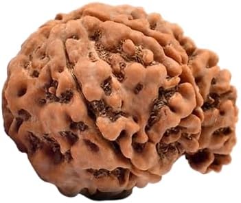 Arihant Gems & Jewels 1 To 13 Mukhi/Faced Nepali Rudraksha 100% Natural, Original Astrological Round Rudraksha Seeds Loose Beads Elaeocarpus Ganitrus Unisex Both For Men & Women
