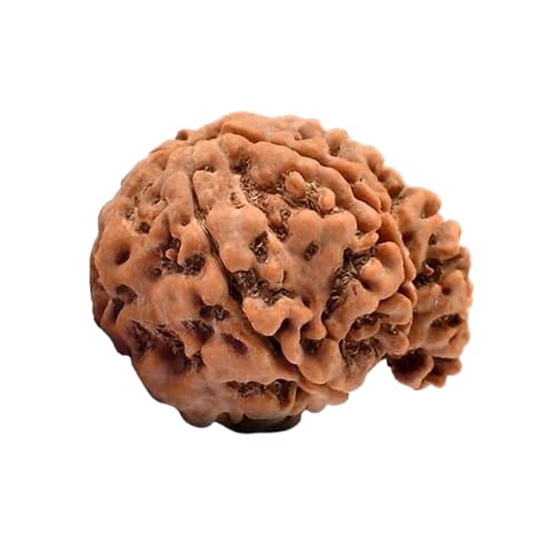 5 Mukhi Ganesh Ji Nepali Rudraksha, Five Faced Rudraksha, Rudraksha Beads 100% Original & Certified by Arihant Gems and Jewels
