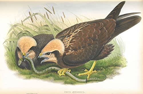 Cuadro de aves Circus Aeruginosus de John Gould sobre lienzo decorativo para hogar 60x90cm
