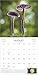 The Magical World of Mushrooms Wall Calendar 2026