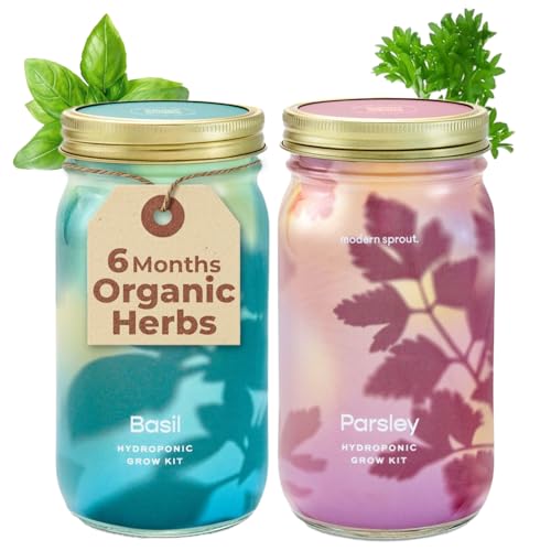 Modern Sprout Mason Garden Jar - Self-Watering Hydroponics Growing System Kit w/Organic Herb Seeds - Sprouting Jar Planter for Indoor Herb Garden - Seed Starter Kit - Decor & Gifting - Basil+Parsley