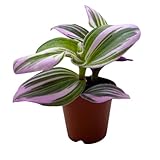 BubbleBlooms Pink Tradescantia Nanouk, Variegated Wandering Jew, Rare 2 inch Tiny Mini Pixie Plant