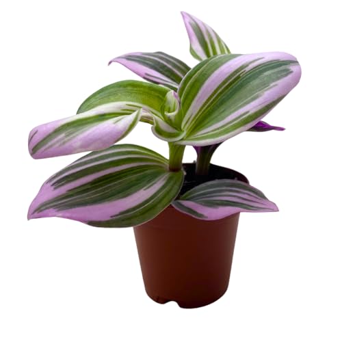 BubbleBlooms Pink Tradescantia Nanouk, Variegated Wandering Jew, Rare 2 inch Tiny Mini Pixie Plant