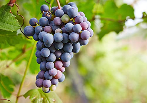 California Zante Currant Raisins, 8 Ounces – Sun-Dried Seedless Grapes, Unsweetened, Unsulfured, No Added Oil, Vegan, Kosher, Bulk. Tangy-Sweet, Chewy, And Meaty. Great For Healthy Trail Mix Snack #TOP6