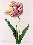 RZHRHJES Moderne Drucke Wandkunst Malerei Bilder Druck Wandgemälde Tulipa Culta von Pierre Redouté Poster Bilder für Wanddekoration 60x90cm
