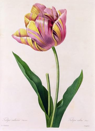 Tableau Tulipa Culta Pierre Redouté impression d'art sur toile 60x90cm