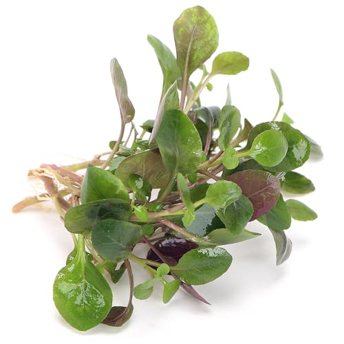 Image of K2AQUA Lobelia Cardinalis Live Aquarium Plant Broad Green to Purplish Leaves Easy Care Low to Medium Light Foreground Midground Freshwater Tropical Tank Natural Decoration.