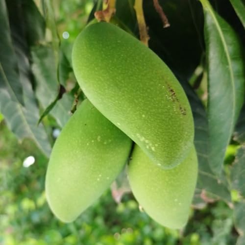 mango trepadora de lecho elevado bonsái interior exóticas jardín rocas bonsái interior balcón camas elevadas semillas 7pcs
