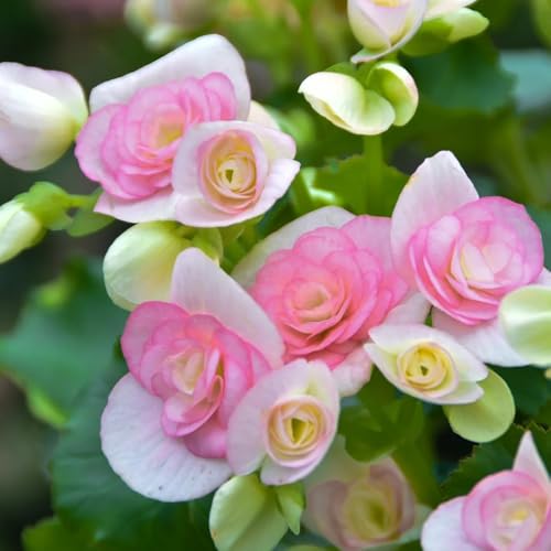 semillas de begonia colgando decoraciones florales, plantas para lugares soleados, semillas de pradera, plantas de sombra Plantas de jardín de rocas resistentes, flores decorativas, 125pcs