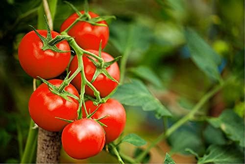 Kraido Red Tomato Seeds Moneymaker (Solanum Lycopersicum) Grow Your Own Vegetable Whether Indoors in a Greenhouse or Outdoors in Your Garden or in a Growbag